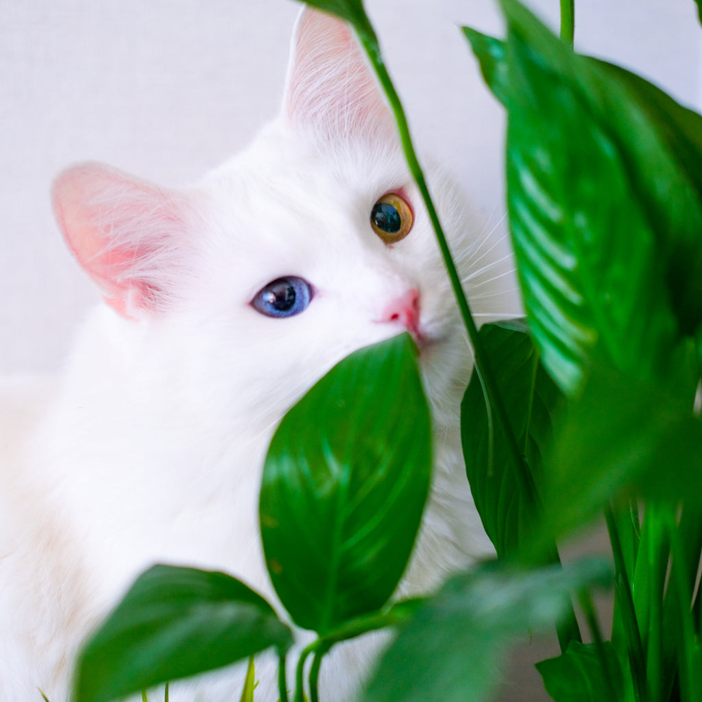 Easter Lily Warning for Cat Parents